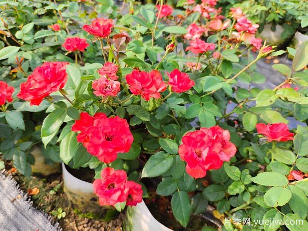 如何正確養(yǎng)護(hù)月季花小苗？月季小苗種植和施肥技巧(圖1)
