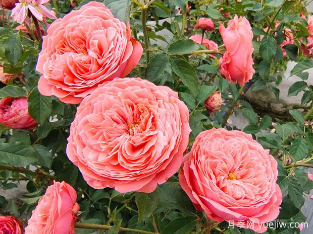 月季花什么時(shí)候開？月季花怎么養(yǎng)？月季花語是什么？(圖1)