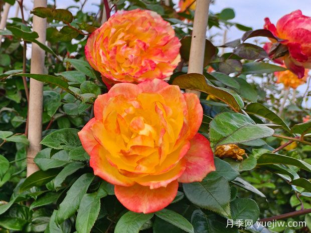 推薦6種爬藤月季，隨便一種都可以爬成花墻(圖2)