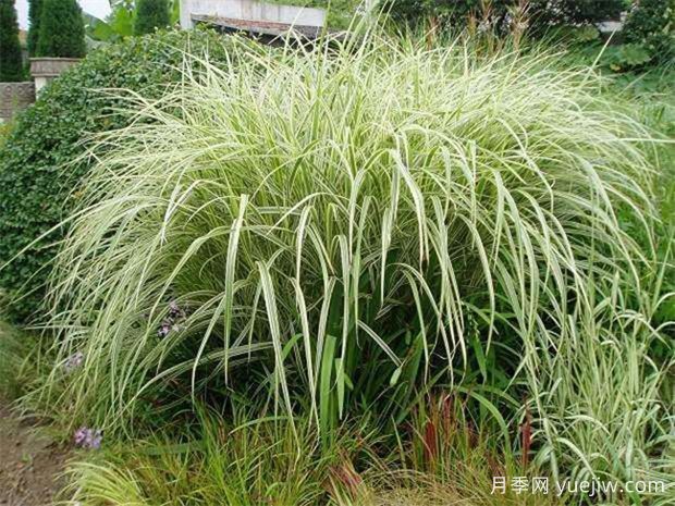 芒草類觀賞草介紹(圖1)