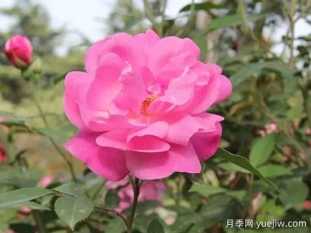 認(rèn)識古老月季百科，中國古老月季對現(xiàn)代月季的影響(圖2)