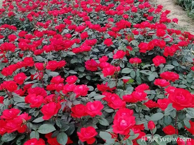 豐花地被北京紅月季，園林綠化廣泛用(圖1)