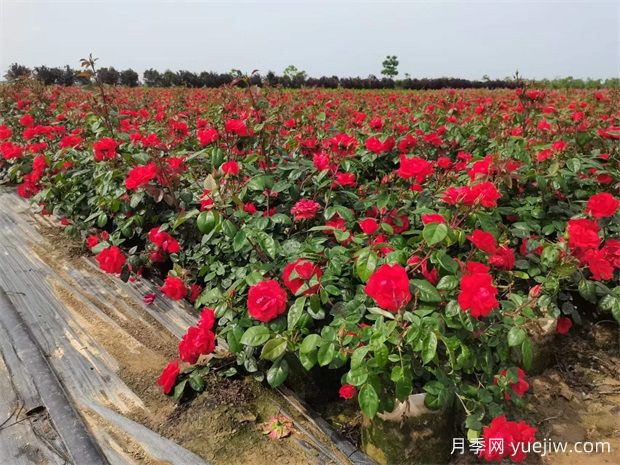 豐花地被北京紅月季，園林綠化廣泛用(圖2)