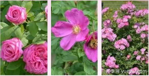輕松區(qū)分月季、玫瑰和薔薇ROSE三姐妹，不再迷茫于愛情花海(圖1)
