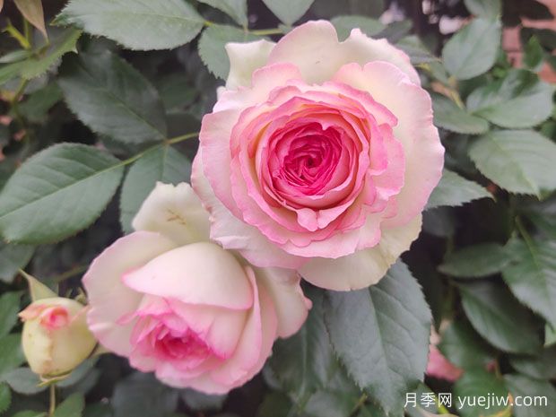 輕松區(qū)分月季、玫瑰和薔薇ROSE三姐妹，不再迷茫于愛情花海(圖3)