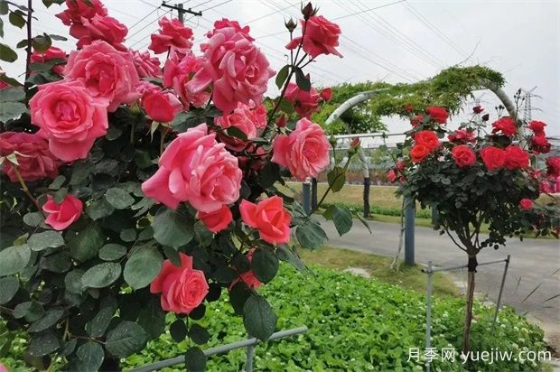 輕松區(qū)分月季、玫瑰和薔薇ROSE三姐妹，不再迷茫于愛情花海(圖5)