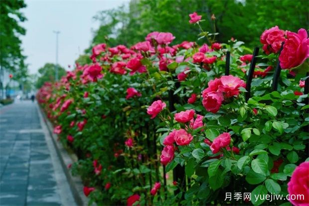 輕松區(qū)分月季、玫瑰和薔薇ROSE三姐妹，不再迷茫于愛情花海(圖6)