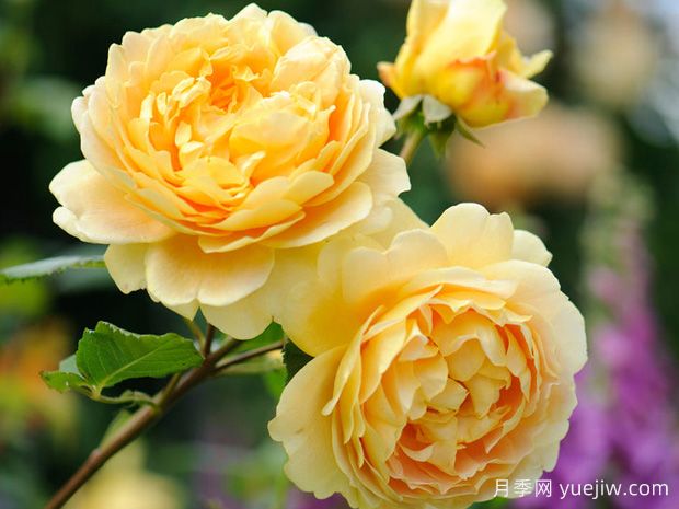 推薦11種藤本月季，復(fù)花快花期長(zhǎng)，不愧是開花機(jī)器(圖3)