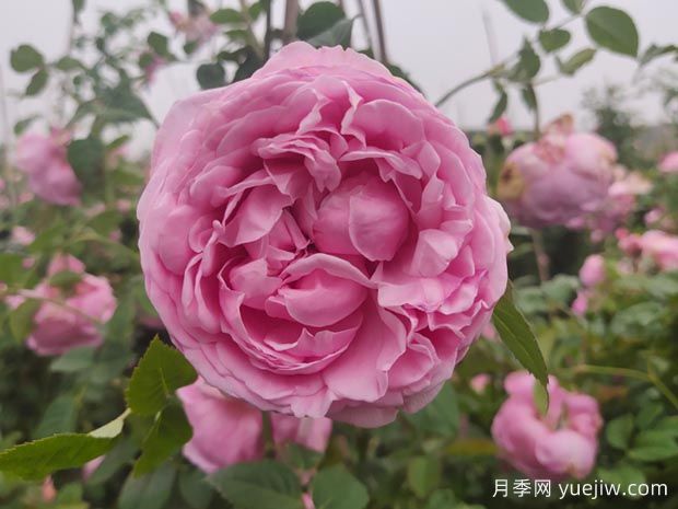 推薦11種藤本月季，復(fù)花快花期長(zhǎng)，不愧是開花機(jī)器(圖5)