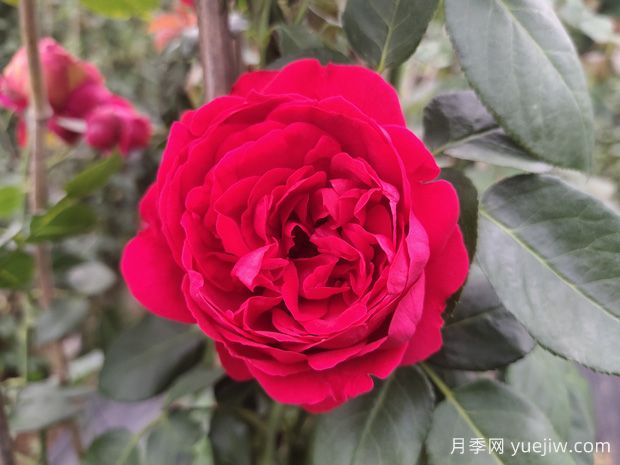 推薦11種藤本月季，復(fù)花快花期長(zhǎng)，不愧是開花機(jī)器(圖2)