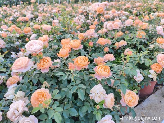 月季修剪的奧秘：跟隨修剪，賞心悅目的絢麗花海(圖2)