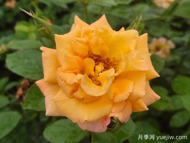 優(yōu)選6款品種適合庭院養(yǎng)，花大色艷濃香無比(圖1)