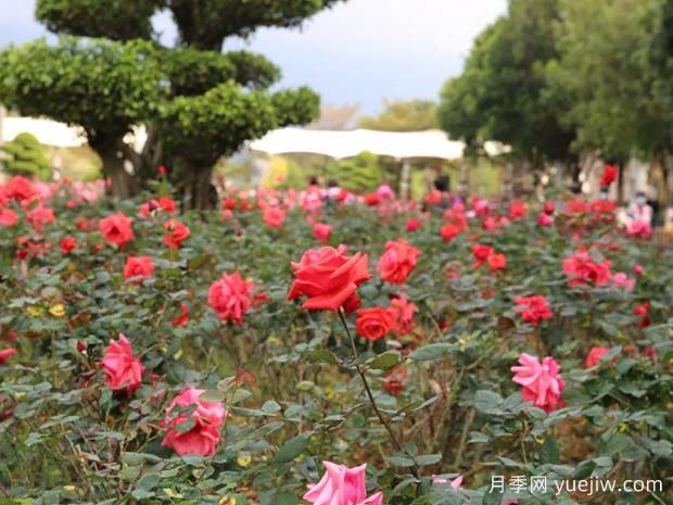 肇慶牌坊公園大片月季花開成海，游客沉醉初春美景(圖2)