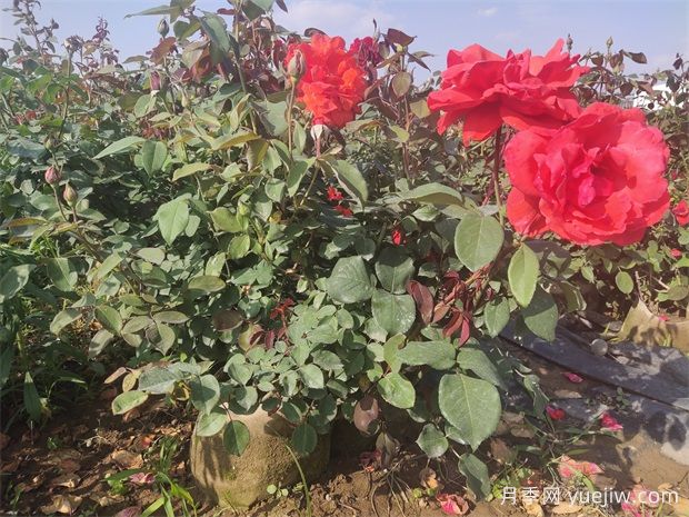 月季花病蟲(chóng)害防治，常見(jiàn)問(wèn)題與解決方法(圖1)