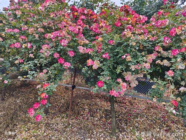 五色藤彩虹樹(shù)狀月季多規(guī)格美化園林庭院(圖3)