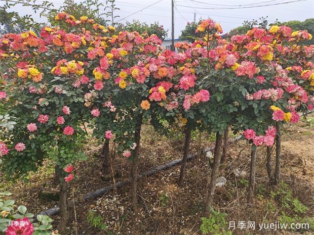 五色藤彩虹樹(shù)狀月季多規(guī)格美化園林庭院(圖1)