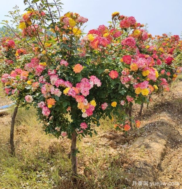 五色藤彩虹樹(shù)狀月季多規(guī)格美化園林庭院(圖5)