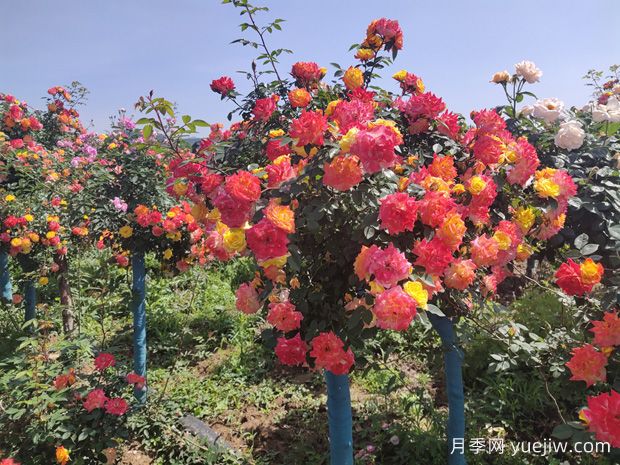 五色藤彩虹樹(shù)狀月季多規(guī)格美化園林庭院(圖2)