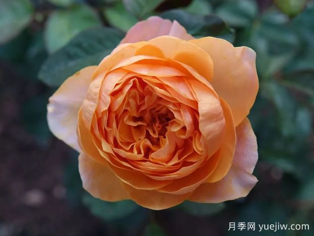 常見十五款月季的優(yōu)缺點是什么？(圖1)