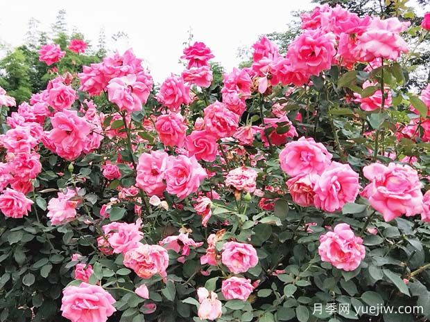 綿陽月季扮靚城市，市花嬌艷綻放成美景(圖2)