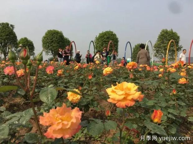 自貢月季應用和景觀圖集(圖1)
