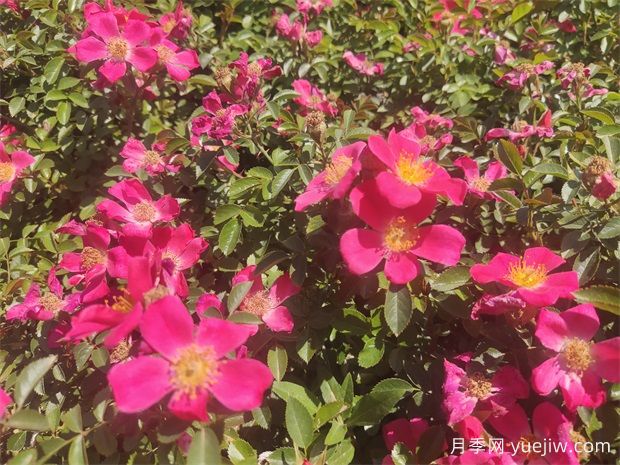 48種宿根花卉，你認識幾種？(圖1)