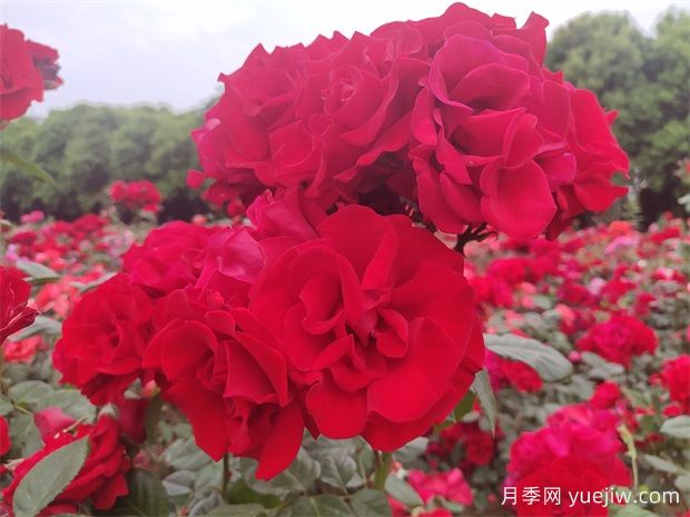 大紅色長(zhǎng)得快，快速成花墻花海，就是御用馬車月季(圖2)