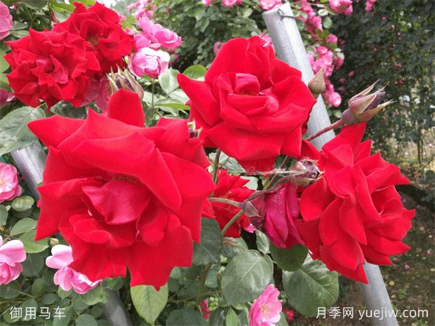 御用馬車藤本月季，純正中國紅出道60多年依舊讓人著迷(圖3)