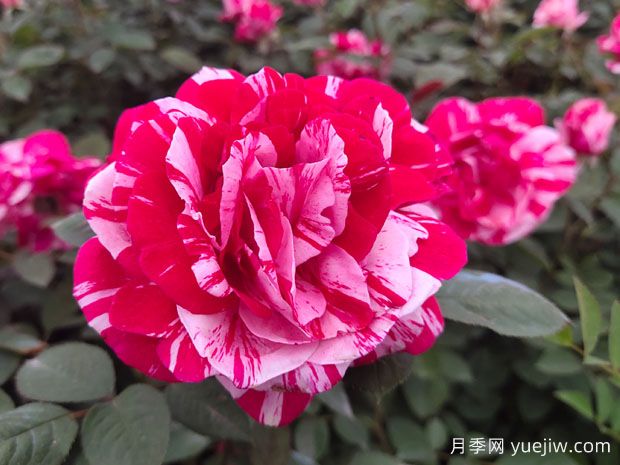 給老婆買什么玫瑰比較好？(圖1)