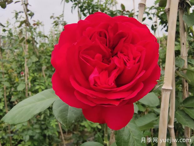 6款紅色系的藤本月季品種，適合打造網(wǎng)紅花墻(圖2)