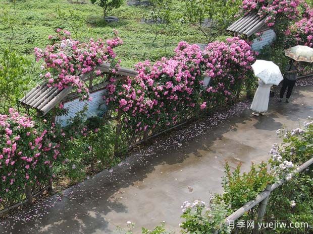 瀘州合江忠孝佛手園，月季花開美景入畫來(圖1)