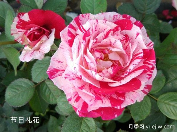 瀘州龍馬潭月季花綻放，繽紛絢麗火出圈(圖1)