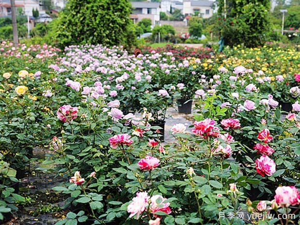 瀘州龍馬潭月季花綻放，繽紛絢麗火出圈(圖2)