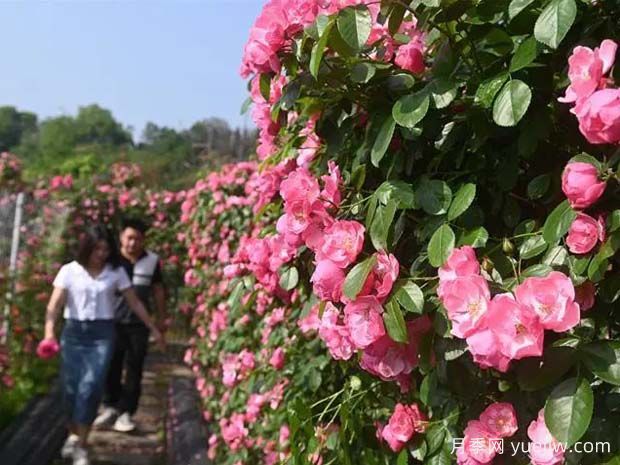 6萬株月季燦爛綻放，月季花舞內(nèi)江資中(圖1)