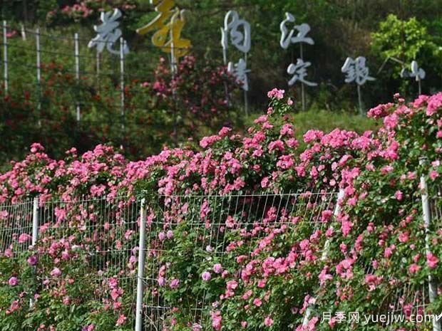 6萬株月季燦爛綻放，月季花舞內(nèi)江資中(圖2)