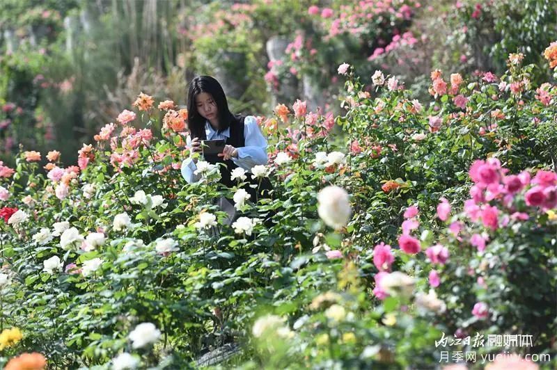 6萬株月季燦爛綻放，月季花舞內(nèi)江資中(圖3)