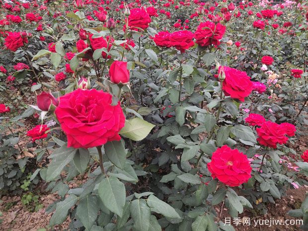 德陽市花月季擴大種植，打造城市綠化風景線(圖1)