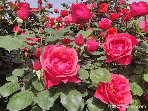 德陽市花月季擴大種植，打造城市綠化風景線(圖2)