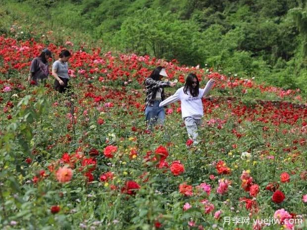 樂山月季應用和景觀圖集(圖3)