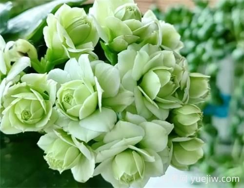 長壽花十大名貴品種是哪些？(圖1)