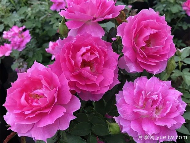 10個四季開花的花卉是哪些？(圖1)