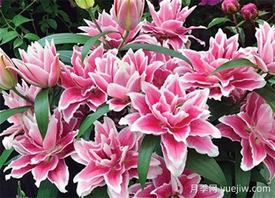 百合花的優(yōu)點和缺點(圖1)