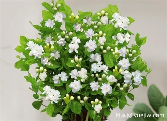 茉莉花的優(yōu)點(diǎn)和缺點(diǎn)(圖1)