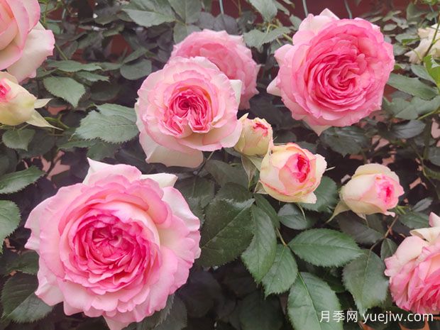 4種爬藤月季花美到極致，讓庭院無與倫比(圖1)