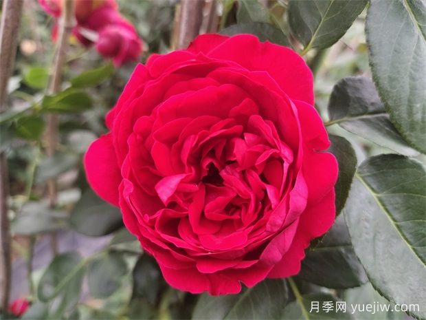 4種爬藤月季花美到極致，讓庭院無與倫比(圖2)