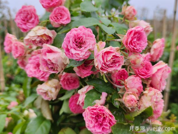 4種爬藤月季花美到極致，讓庭院無與倫比(圖3)