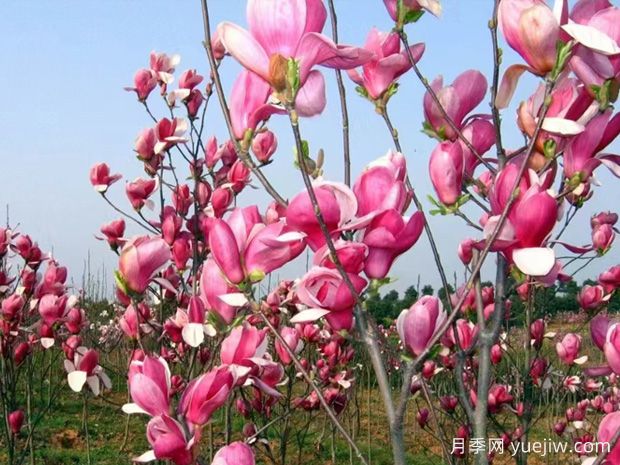 玉蘭花開，春色自來(圖1)