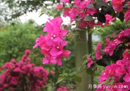 簕杜鵑和三角梅有什么區(qū)別？(圖1)