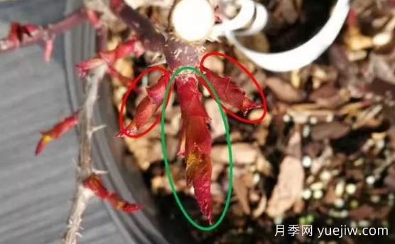 春天來了，你的月季抹芽了嗎？(圖2)