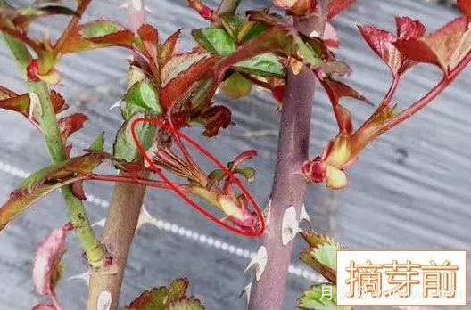 春天來了，你的月季抹芽了嗎？(圖3)
